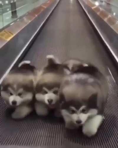 Fluffy puppies