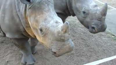 So that’s what they sound like