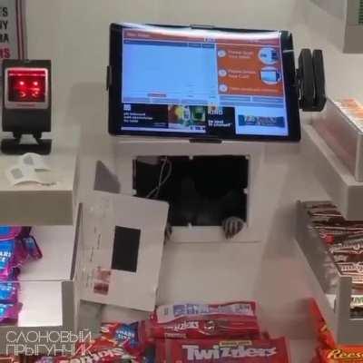 A raccoon stole candy at the Philadelphia airport