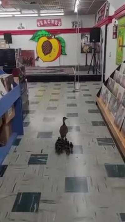 What record are these ducks looking for?