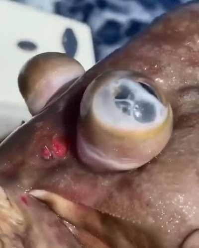 Got it out of the deep to fast