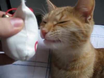 This cat's reaction to smelling Catnip