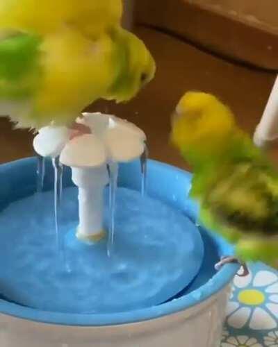 Budgie pool party!