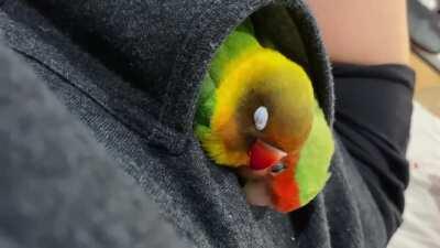 anyone else get used by their birbs solely as a napping pod? 🤨