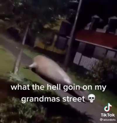 Grandmas place been wildin