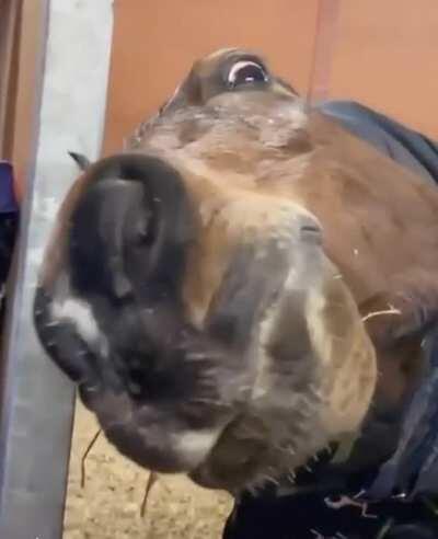 Is it time for apple?