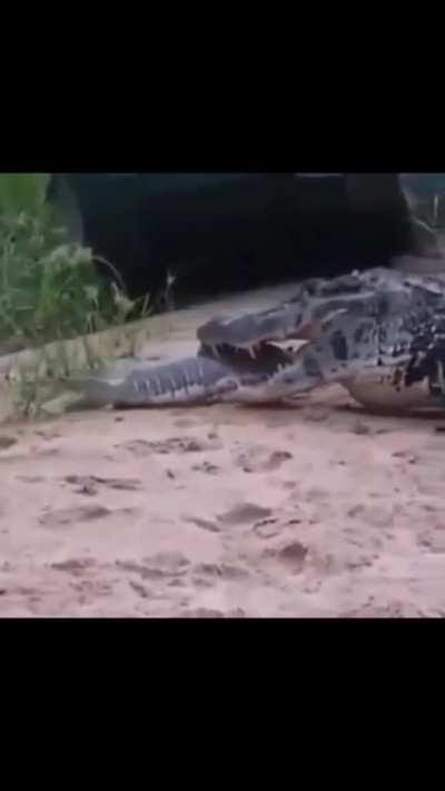 Large alligator steals a kid's fish. Kid freezes like a statue 