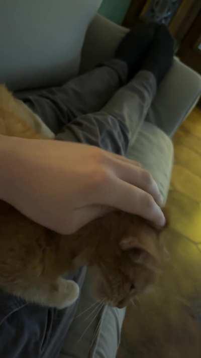 This is 20 Minutes after I visited my father. The old guy wants cuddles.