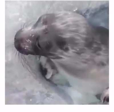 A man was Filming the depth of a hole in Arctic ice when he accidentally caught a seal surfacing to breath
