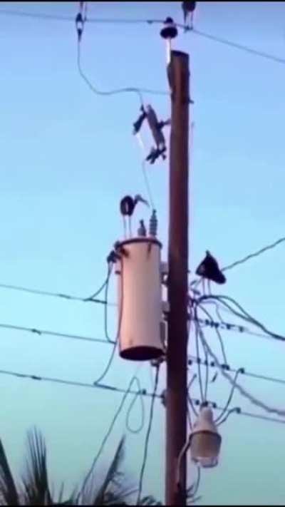 Fast and Furious food.