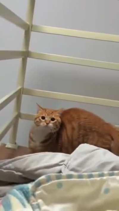 How quick is your cat? 