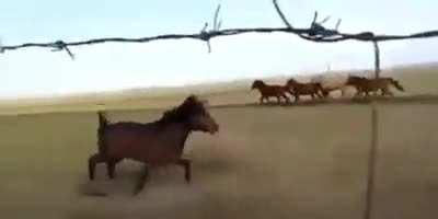 Ford mustand doing an expert drift