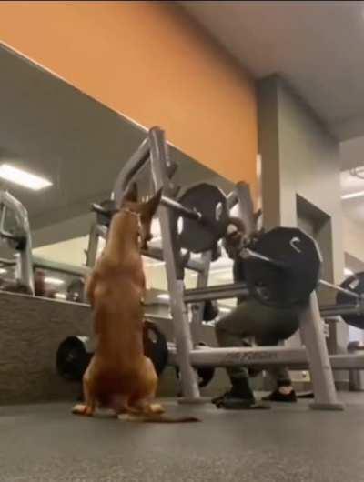 Dog is trying to mimic the squat workout exercise of its hooman 