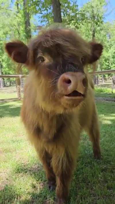 the fur is beautiful