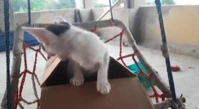 Abandoned yeller!! Going to get her to the vet today (and she's now my baby) OC