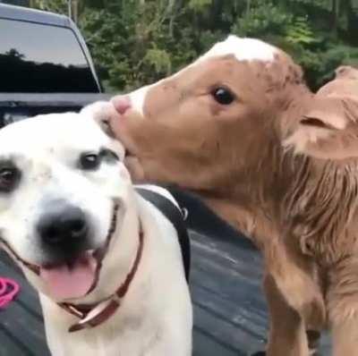 Ziemlich beste Freunde