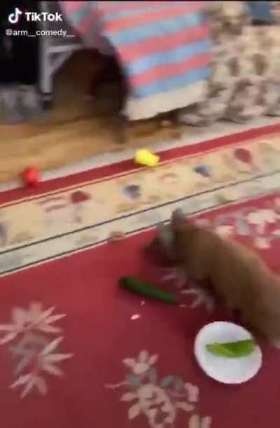 Dinner is not well cooked