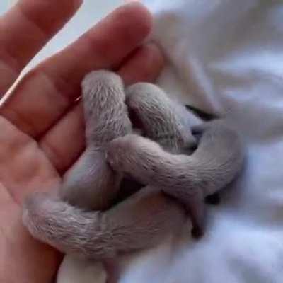 If you've never seen 3 Day old ferrets well here ya go!