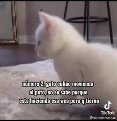 Gato conchesumare 🧐