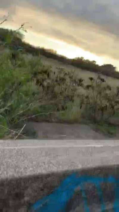 A happy girl giving head in Hawaii