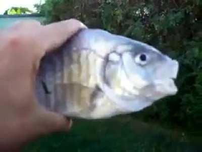 Killer phishe form sand digo