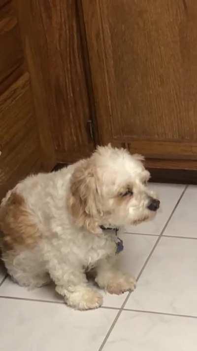 My dog tried to stay up too late because we were marinading steak and he wanted some