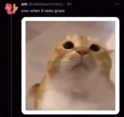 someone come get this bilingual cat