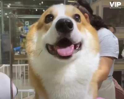 Lil Booty ❤️🐶