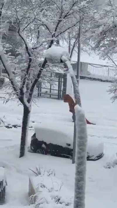 La vida se abre camino en la España nevada