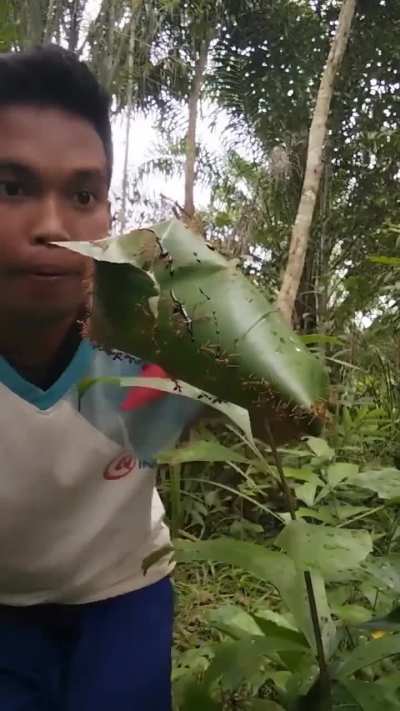 is ts too spicy for indonesians