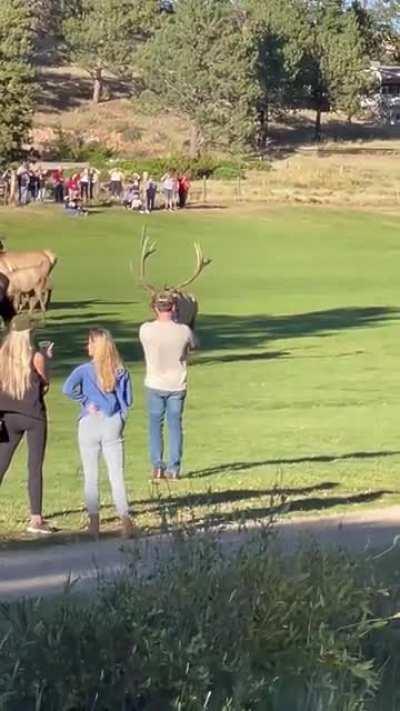 WCGW calling out to a bull elk during rutting season and getting too close to his herd
