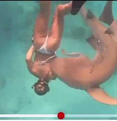 Brushing up against a shark, WCGW?