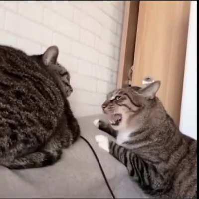 A slap to make you shut up