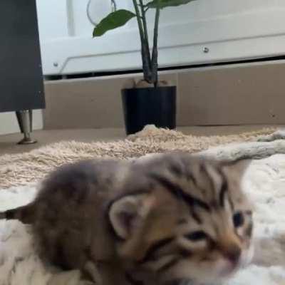 ❤️❤❤️ Ker... PLOP. ❤️❤❤️