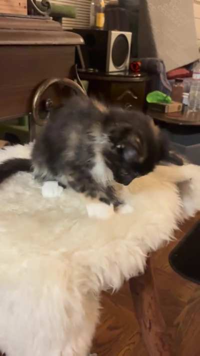 Little Polly makes the biggest biscuits