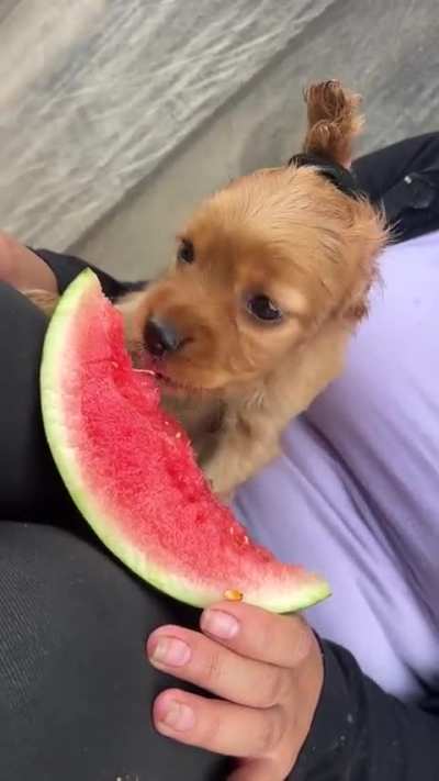 Disney love to eat watermelon for breakfast on Fridays