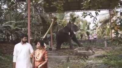 WCGW if you photoshoot infront of an elephant