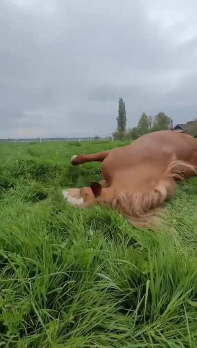 Breakfast in bed..🐎🌾😅