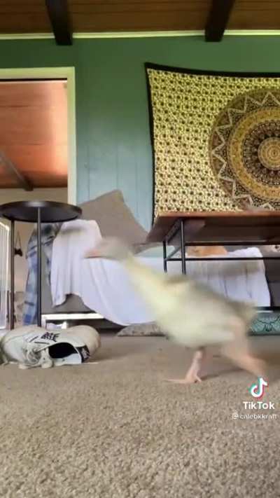 flipper flopper feet