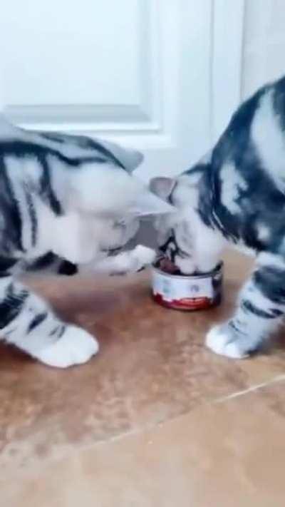 Галантные киски