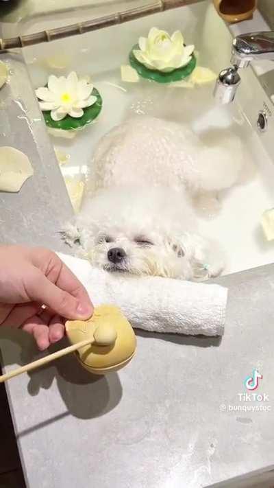 This dog lives a better life than the 99%