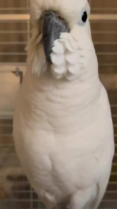 Help needed, new to taking care of a cockatoo