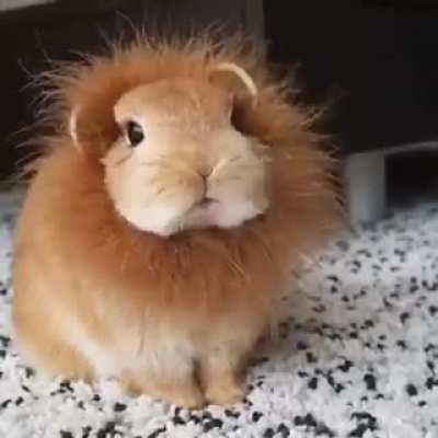 FeRoCIouS aNiMaL deVOurs uNFoRtUNatE vICtiM