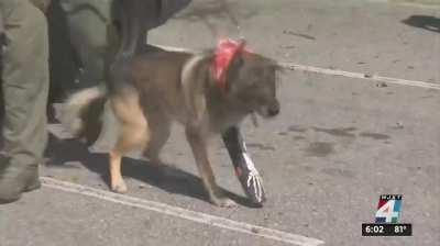 K9 emergency rescue (airlifted) after being injured during service