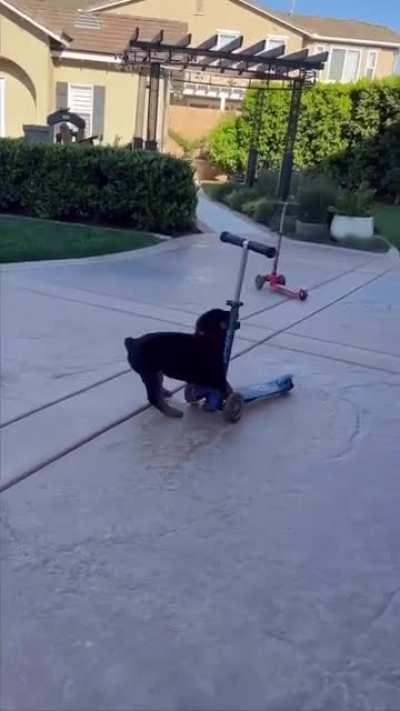 The urge to get one is strong.