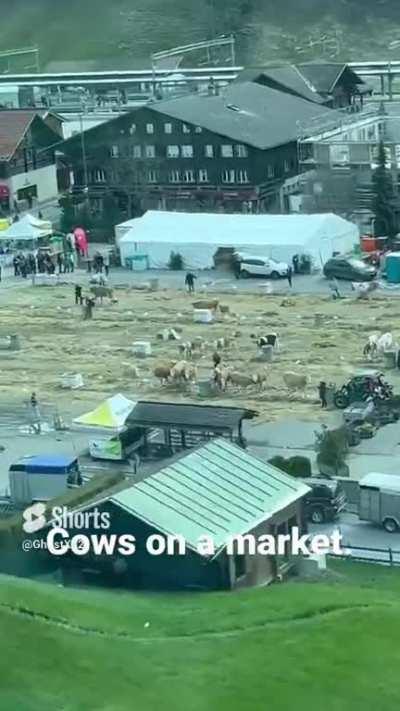 Cows.