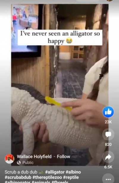 The happiest albino alligator