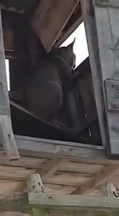 Hooman observation tower