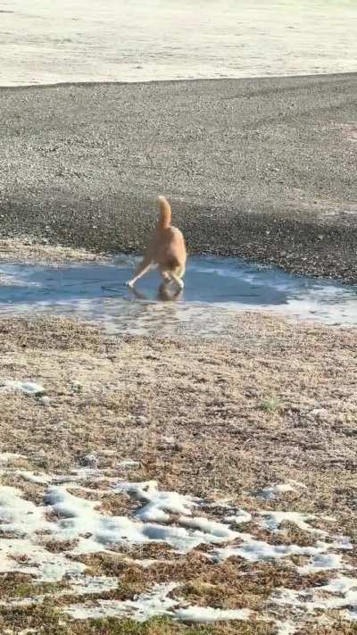 Cat finds a patch of ice