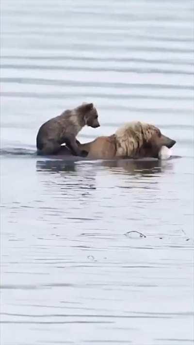 🔥 The cub cuddles the back of her mother as she hunts for the fish in the river..